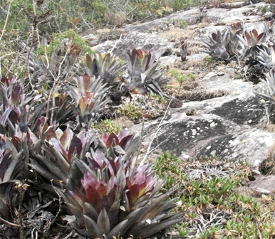 bromelias