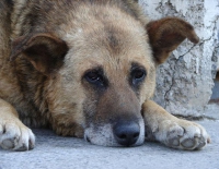 Cidades mineiras ignoram lei que determina castração dos animais de rua