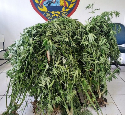 Jovem de 19 anos é preso por cultivar pés de maconha em São João Evangelista