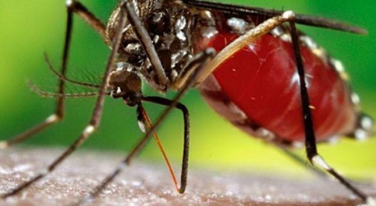 Anvisa aprova vacina contra a dengue