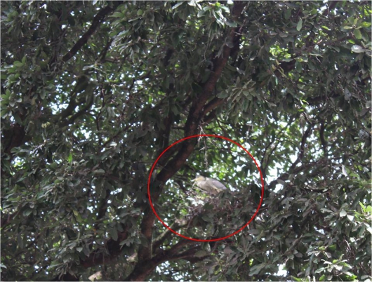 Árvore do centro de Guanhães tem morador inusitado: um filhote de garça!
