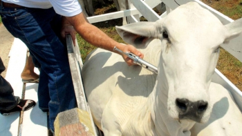 Alerta da Vigilância Epidemiológica: IMA notifica novo caso positivo para raiva animal em Guanhães