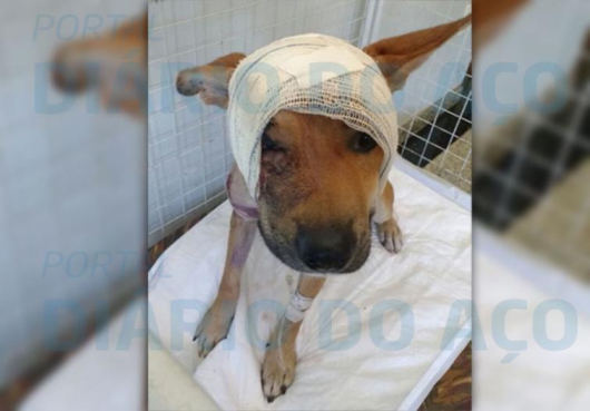 Polícia procura responsável por brutal agressão a cão