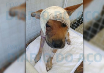 Polícia procura responsável por brutal agressão a cão