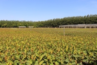 Cenibra tem avanços na pesquisa florestal