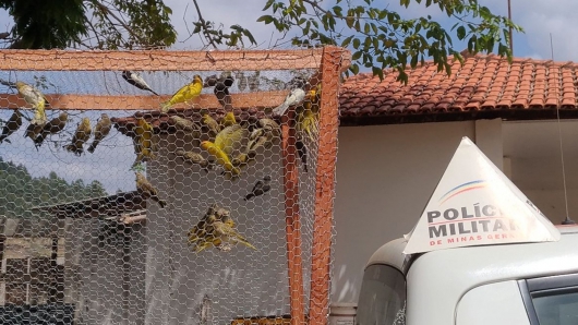 Jovem é multado em mais de R$ 32 mil por manter aves silvestres em cativeiro ilegal em Cantagalo