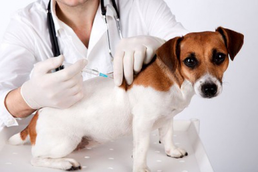 Guanhães: Campanha de vacinação de cães e gatos segue até o dia 30 de Julho