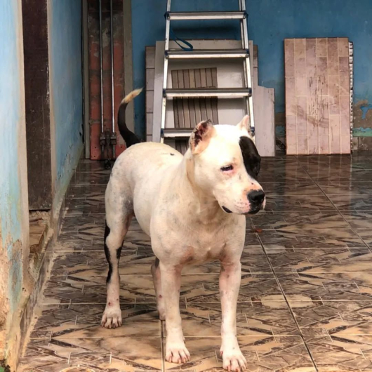 ATAQUE GRAVE EM VIRGINÓPOLIS: Cão da raça Pit Bull fere duas mulheres