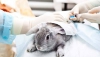 Lei que proíbe testes em animais em Minas Gerais é promulgada e entra em vigor