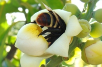 SAÚDE: Brasil conclui testes de soro inédito para picadas múltiplas de abelha