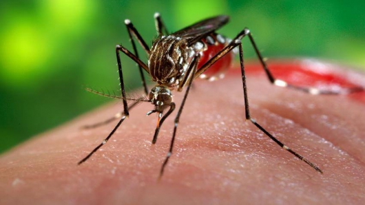 Zika pode provocar distúrbio no fundo do olho das crianças, mostra pesquisa