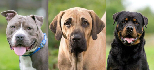 Minas libera adoção de pit bull, mas mantém proibição de entrada da raça no estado; focinheira se torna obrigatória