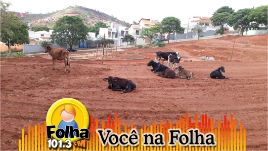 Moradora registra invasão de gado em Praça do Bairro Jardins e pede providências