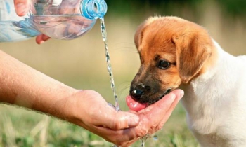 Seu pet também necessita de cuidados específicos no verão!