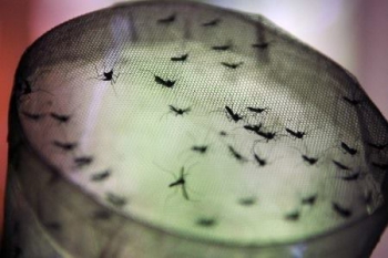 Mais de 500 mil casos de dengue foram registrados em Minas Gerais, só este ano