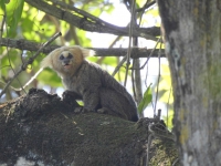 Cenibra promove manejo florestal sustent&aacute;vel