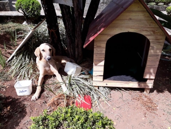 Guanhães:  Sem local para deixar cães de rua em tratamento, voluntários apostam em abrigos improvisados pelas ruas da cidade