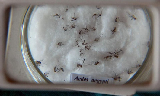 PERÍODO DE CHUVA: Ministério da Saúde lança campanha de combate ao Aedes aegypti