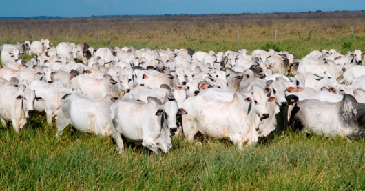 ATENÇÃO PRODUTOR RURAL: Já atualizou os dados de seu rebanho junto ao IMA em 2023?