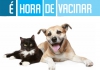 Campanha contra a raiva animal de c&atilde;es e gatos come&ccedil;a na segunda em Guanh&atilde;es