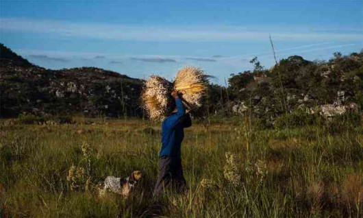 DIAMANTINA: Cultura das sempre-vivas em Minas é reconhecida como patrimônio agrícola mundial