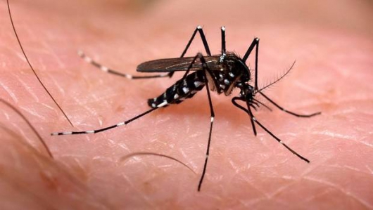 Vacina contra zika não chegará a tempo de conter surto