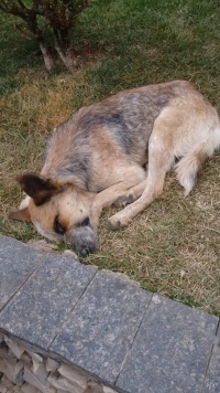 ONG Pets de Rua e Adoção Guanhães relata casos de envenenamento em cães de rua no centro da cidade