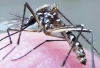 Confira alguns mitos e verdades sobre o Aedes aegypti