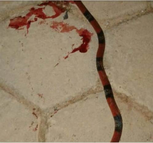 Moradora encontra duas cobras corais no bairro Jardins e espera providências da Prefeitura