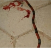 Moradora encontra duas cobras corais no bairro Jardins e espera provid&ecirc;ncias da Prefeitura