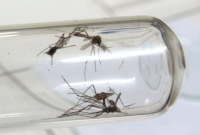 Só neste ano: Dengue causa a morte de 277 pessoas em Minas