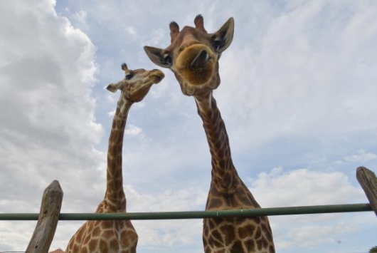MEIO AMBIENTE: Girafas entram para a lista de animais ameaçados de extinção