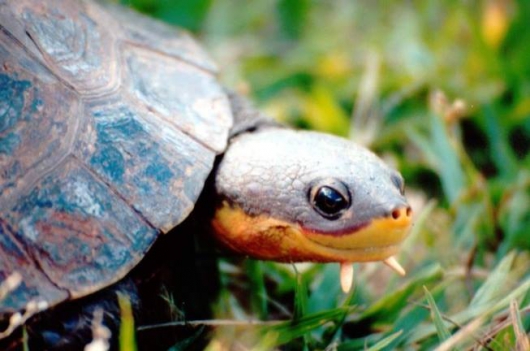 Biodiversitas cria em Minas primeira reserva dedicada a uma espécie aquática no Brasil