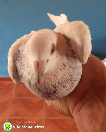 INUSITADO: Pombo-correio é encontrado em comunidade de Materlândia