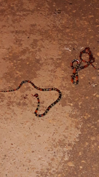 Moradores de Guanhães relatam aparição frequente de animais peçonhentos em suas casas