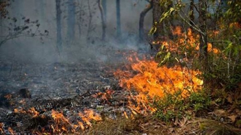 Incêndio Florestal é Crime: CENIBRA realiza campanha de conscientização