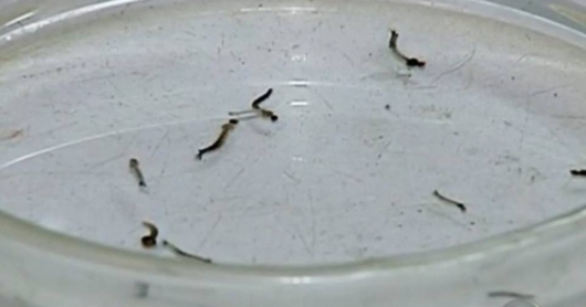 Alerta: Vigilância Epidemiológica encontra focos positivos do Aedes em mais bairros de Guanhães