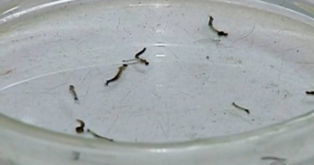 Alerta: Vigilância Epidemiológica encontra focos positivos do Aedes em mais bairros de Guanhães