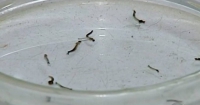 Alerta: Vigilância Epidemiológica encontra focos positivos do Aedes em mais bairros de Guanhães