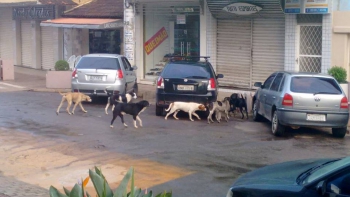 Falta de verba coloca em xeque atuação da ONG Pets de Rua e Adoção