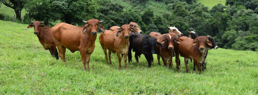 ATENÇÃO PRODUTOR RURAL: Vacinação contra a febre aftosa em Minas termina no fim deste mês