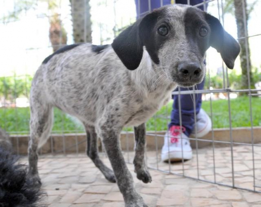 Sancionada lei que proíbe eutanásia de cães e gatos em Minas Gerais