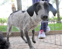 Sancionada lei que proíbe eutanásia de cães e gatos em Minas Gerais