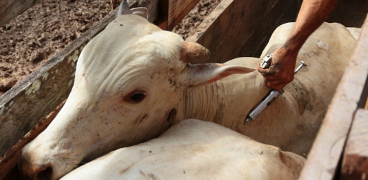 Começa etapa anual da vacinação de bovinos e bubalinos contra febre aftosa