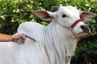 Vacinação de bovinos e bubalinos contra a febre aftosa começa no dia 1º de maio em Minas Gerais