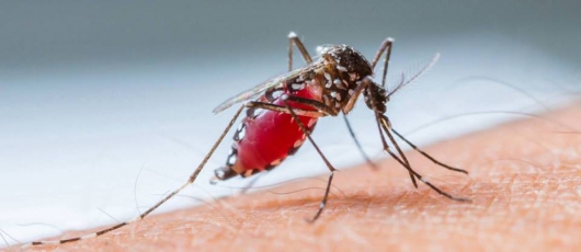 ALERTA: Minas Gerais já registra 195 mortes por dengue neste ano