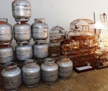 Capelinha e Angelândia: PM encontra pássaros, armas e 11 botijões de gás estocados de forma irregular