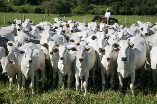 IMA alerta produtores para que regularizarem sua situação perante o órgão