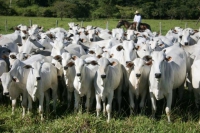 IMA alerta produtores para que regularizarem sua situação perante o órgão