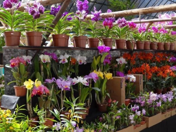 Virginópolis realiza a I Exposição de Orquídeas da cidade